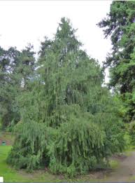 Image result for Cupressus funebris