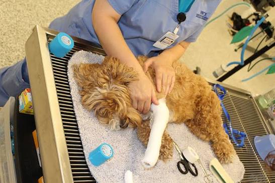 10 Pet Surgeries Only An Expert Should Handle