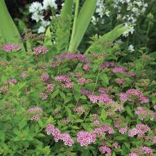 Image result for Spiraea japonica ´Little Princess