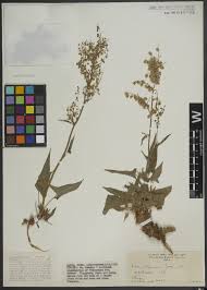 Image result for Ozoroa kassneri