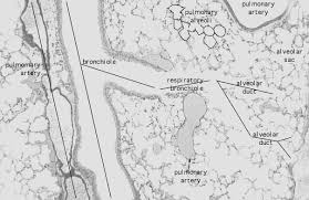 The tertiary bronchi continue to divide into small bronchioles where the first change in histology takes place as cartilage is no longer present in the bronchioles. Hls Respiratory System Lung Mouse Bronchiole High Mag Labeled