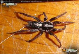 The bold jumping spider, as its name would imply, is known for its peculiar habit of jumping around. Parson Spider Herpyllus Ecclesiasticus