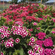 Image result for Dianthus