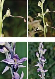 Image result for Pimpinella sp. A. of FZ 4: 594