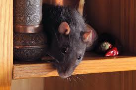 how to keep mice out of the house
