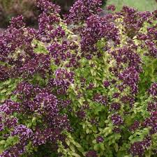 Image result for Origanum