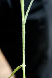 Image result for Fuirena ciliaris