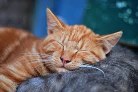 We are family owned and operated with over twenty years experience as a leading veterinary internal medicine, surgery, and boarding facility, exclusively designed for you. Bellevue Wa 98004 Veterinary Clinic Cat Care Clinic