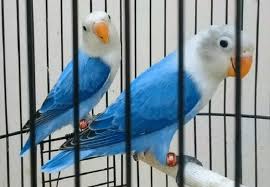 Mengetahui Cara Mencetak Lovebird Biola Blue Yang Berkualitas Burung Beo Burung Cantik Gambar