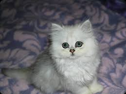 Persians rarely make demands on their owners. Chinchilla Persian Cat Personality Biological Science Picture Directory Pulpbits Net