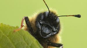 Maybe you would like to learn more about one of these? A La Maison Pour Tous La Cagnotte Des Abeilles Touche Bientot A Sa Fin
