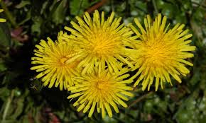 たんぽぽの花言葉 花が咲く時期や季節 別名のツヅミグサの意味は Horti ホルティ By Greensnap