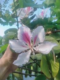 Image result for Fabaceae subfamily Caesalpinioideae