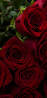 Check spelling or type a new query. Red Rose Wallpaper Wild Country Fine Arts