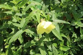 Image result for Abelmoschus