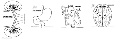 We did not find results for: Human Body Systems Coloring Pages Coloring Home