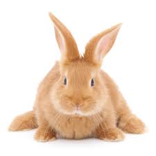 Reasons You Should Use Cruelty Free Makeup Cruelty Free Makeup Makeup Not Tested On Animals Cruelty Free Brands