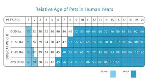 dog years chart everyone has heard the myth about dog years