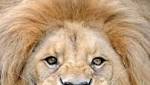 mauled death lions Hoedspruit