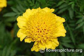 Pin On Marigold Calendula