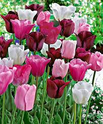 1,059 likes · 27 talking about this · 34 were here. Tulips Olympic Mix Flower Bulbs From Bakker Spalding Garden Company Bulb Flowers Beautiful Flowers Tulips