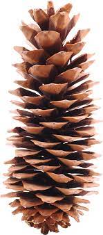 Pine Cone Png Image Pine Cones Cone Conifers