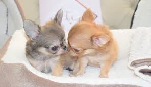 The Teacup Chihuahua Answering Your Questions About The Chihuahuas The Smallest Dog In The World World S Smallest Dog Miracl In 2020 Small Dog Breeds Small Dogs Dogs