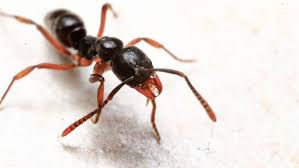Asian needle ant stings are painful, in rare cases lethal