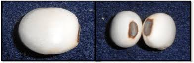 Image result for Canavalia ensiformis