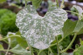 We did not find results for: Powdery Mildew On Your Squash Plants Getting A Grip