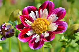 Check spelling or type a new query. 75 Types Of Colorful Flowers With Pictures Flower Glossary