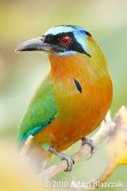 Big Bird With Colorful Feathers Blue Crowned Motmot Photo By Adam Blazczak Con Imagenes Aves Exoticas Aves Pajaros