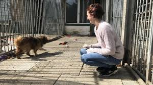 Check spelling or type a new query. Les Animaux Des Refuges De Quarouble Et Marly Vous Attendent Les Associations Aussi