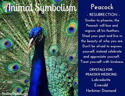 Maybe you would like to learn more about one of these? Peacocks Are The Destiny Of Longevity And Health Animal Totem Spirit Guides Animal Symbolism Peacock