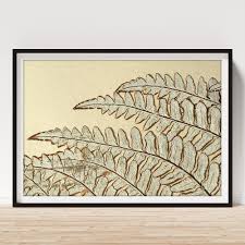 Image result for Pityrogramma