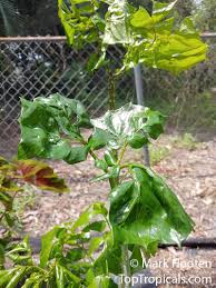 Image result for Anchomanes