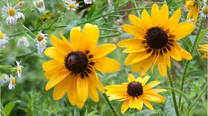 Maybe you would like to learn more about one of these? Norfolk Master Gardeners Home Facebook