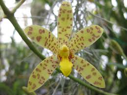 Image result for Ansellia