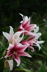 Image result for Crinum rautanenianum