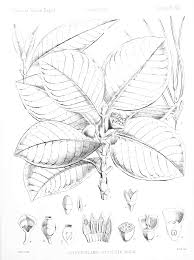 Image result for Pyrostria phyllanthoidea