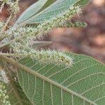 Image result for Terminalia mollis