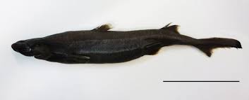 The specimen was found flattened and preserved in resin. Newsletter October 2012 Shark References