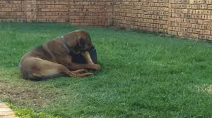 Boerboel information including personality, history, grooming, pictures, videos, and the akc breed standard. Boerboel Cross Rottweiler At 9 Months Youtube