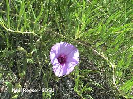 Image result for Convolvulaceae