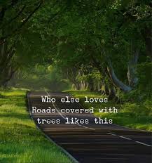 Roads With Trees Real Life Quotes Short Inspirational Quotes Inspirational Quotes