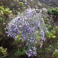 Image result for Psoralea glabra