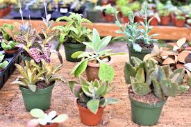Image result for Kalanchoe velutina