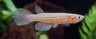 Image result for Crepidomanes chevalieri