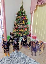 Beach christmas decorations australian kelpie. 150 Australian Kelpie Bennie Ideas In 2021 Australian Kelpie Working Dogs Dog Breeds