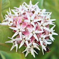 Image result for Asclepias longissima